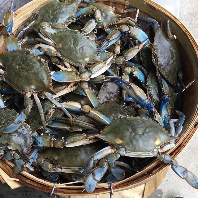 LIVE BLUE CRABS ( HALF DOZEN )