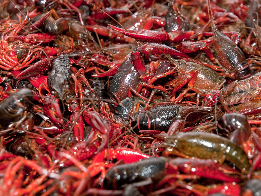 LIVE CRAWFISH - by the pound