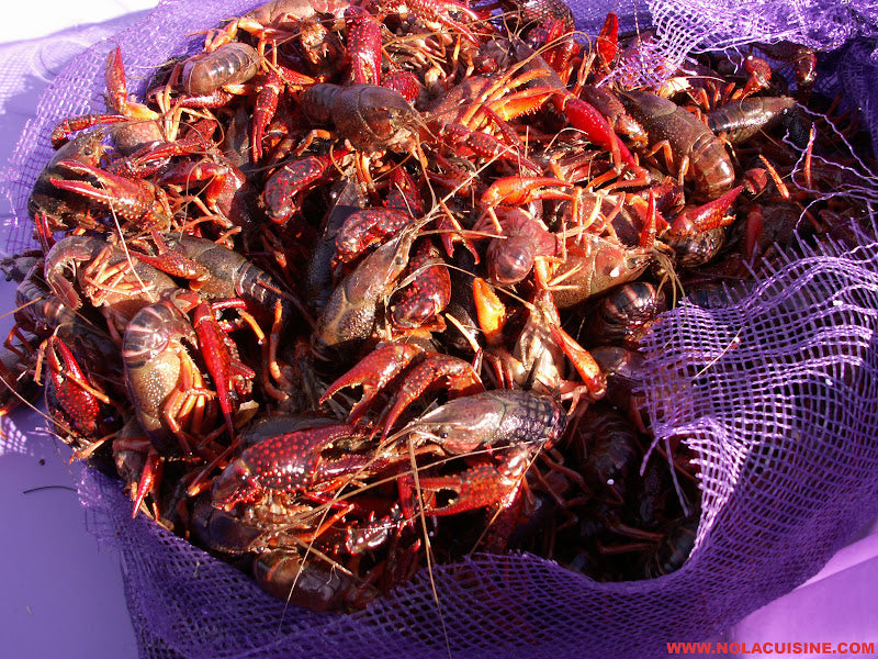 LIVE CRAWFISH - by the sack