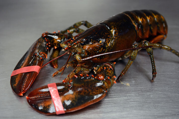 LIVE LOBSTERS