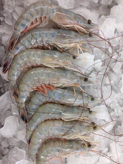 RAW JUMBO GULF COAST SHRIMP - BY THE POUND